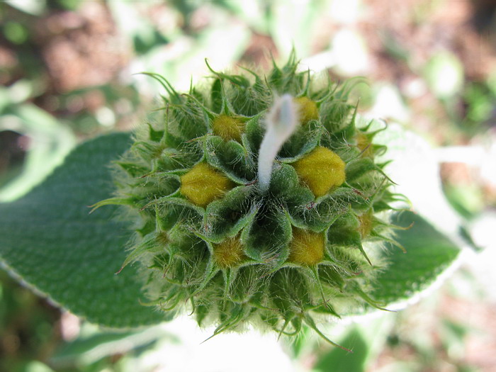 Phlomis fruticosa